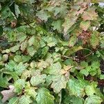 Hydrangea quercifolia Habit