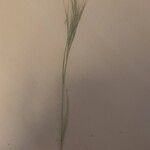 Bromus diandrus Fuelha