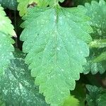 Scutellaria columnae Blad