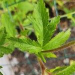 Potentilla norvegica Blad