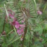 Vicia pannonica പുഷ്പം