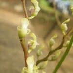 Bulbophyllum calyptratum Kwiat