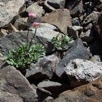 Ranunculus glacialis 花