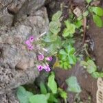 Oxalis violacea ফুল