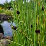 Juncus ensifolius ফুল