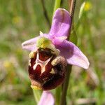 Ophrys fuciflora മറ്റ്