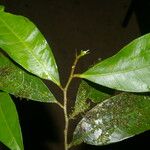 Naucleopsis capirensis Hoja