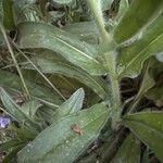 Echium plantagineum পাতা