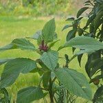 Amaranthus caudatusFlower