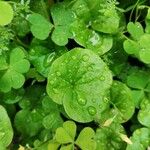 Dichondra carolinensis Feuille