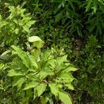 Arisaema tortuosum Hábitos