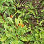 Wikstroemia indica Fruit