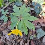 Anemone ranunculoides Leaf