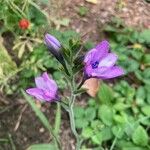 Babiana angustifolia Blomma