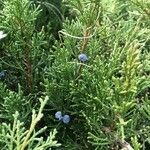 Juniperus monosperma Плод