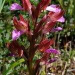 Anacamptis papilionacea Flor