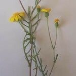 Senecio gallicusLevél