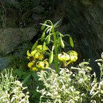 Lilium pyrenaicum Hàbitat