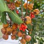 Cupaniopsis anacardioides Fruit