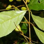 Rinorea hummelii Fruit