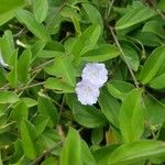 Evolvulus convolvuloides Flower