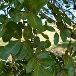 Copaifera langsdorffii Leaf