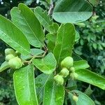 Morisonia flexuosa Fruit