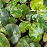 Begonia hydrocotylifolia Ліст