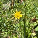 Aquilegia chrysantha Blüte