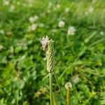 Plantago lanceolataŽiedas