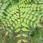 Aralia spinosa Blatt