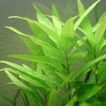 Hygrophila corymbosa Blad