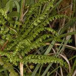 Asplenium trichomanes-ramosum অভ্যাস