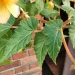 Begonia sutherlandii برگ