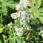 Galium boreale Цвят