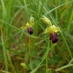 Ophrys funerea Fleur