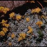 Eriogonum caespitosum Hábitos