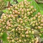 Viburnum lantana Kwiat