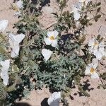 Argemone pleiacantha Flor