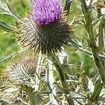 Cirsium morisianum Λουλούδι