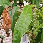 Prunus persica Hoja