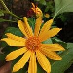 Tithonia diversifolia 花