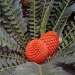 Encephalartos ferox Lorea