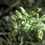 Orchis provincialis Flor