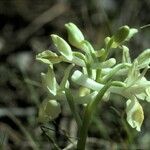 Orchis provincialis Bloem