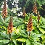 Digitalis canariensis Flower