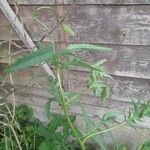 Papaver pinnatifidum Fuelha