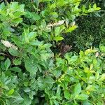 Clethra alnifolia Liść