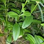 Saponaria officinalis Blad