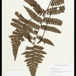 Cyathea surinamensis 叶